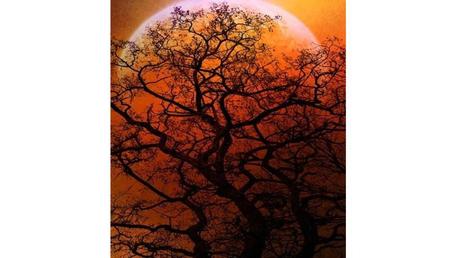 Divers - Des arbres superbes - 3