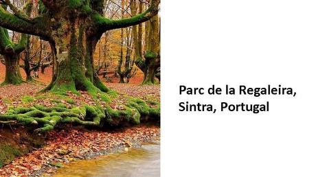 Divers - Des arbres superbes - 3