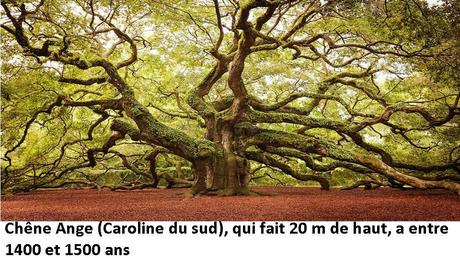 Divers - Des arbres superbes - 3