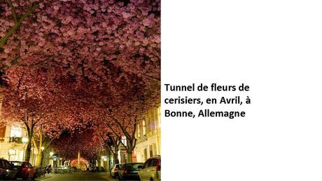 Divers - Des arbres superbes - 3