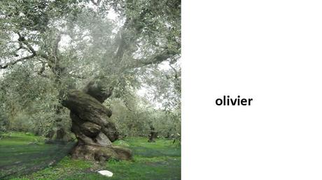 Divers - Des arbres superbes - 3