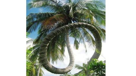 Divers - Des arbres superbes - 3