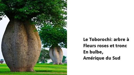 Divers - Des arbres superbes - 3