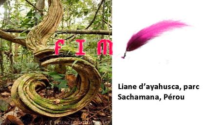 Divers - Des arbres superbes - 3