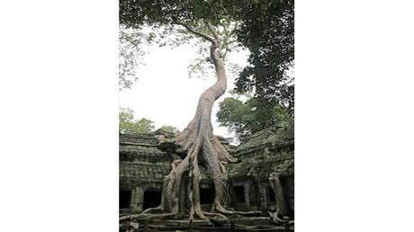 Divers - Des arbres superbes - 3