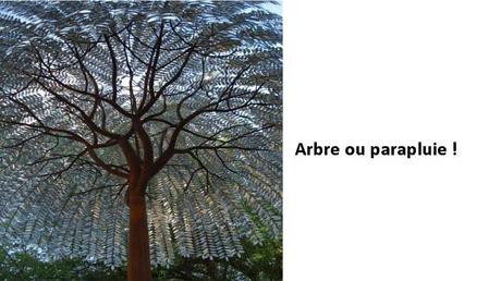 Divers - Des arbres superbes - 3