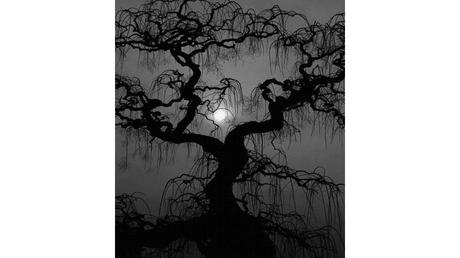 Divers - Des arbres superbes - 3