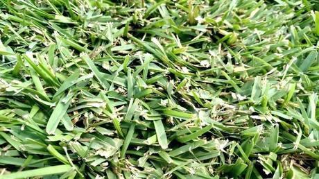 st augustine grass plugs grass growing st from sprigs turf sod st augustine grass plugs home depot