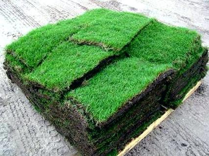 st augustine grass plugs st grass plugs and pallets st augustine grass plugs houston