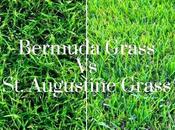 Augustine Grass Plugs