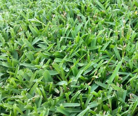 st augustine grass plugs grass plugs 1 tray how to plant palmetto st augustine grass plugs