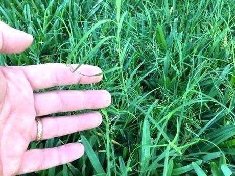 st augustine grass plugs when to plant st grass best way to plant st grass plugs how to plant palmetto st augustine grass plugs