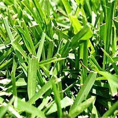 st augustine grass plugs centipede lawn plugs plugs how to plant palmetto st augustine grass plugs