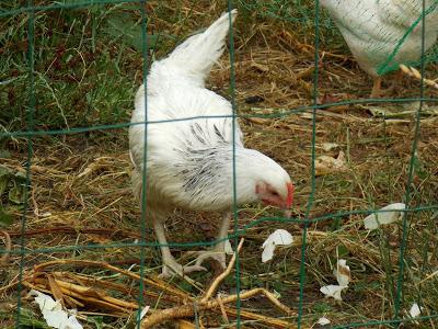 Une nouvelle poule au jardin d'Ecolo-bio-nature !