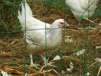 Une nouvelle poule au jardin d'Ecolo-bio-nature !