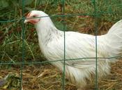 nouvelle poule jardin d'Ecolo-bio-nature
