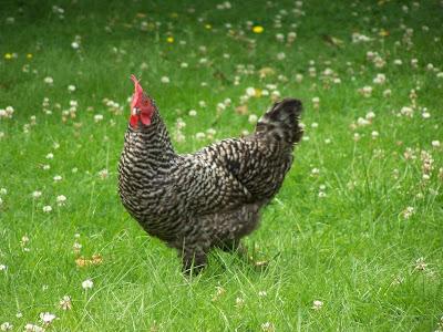 Une nouvelle poule au jardin d'Ecolo-bio-nature !