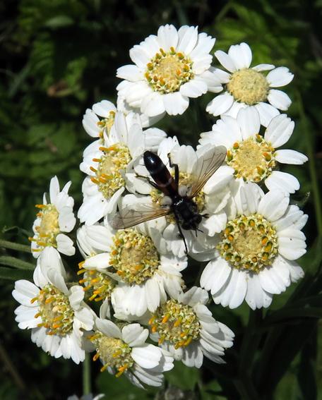 Achillée sternutatoire (Achillea ptarmica)