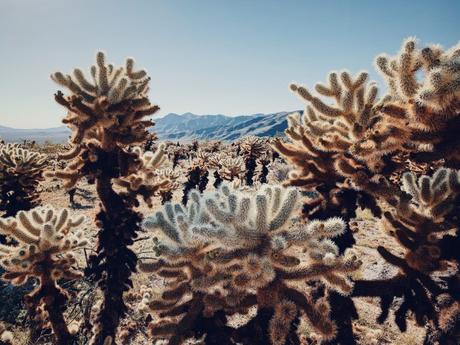 Apple dévoile les gagnants des iPhone Photography Awards 2019 Apple dévoile les gagnants des iPhone Photography Awards 2019