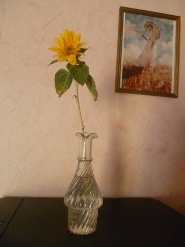 jardin,jardinage,plantes,fleurs,été,tournesol