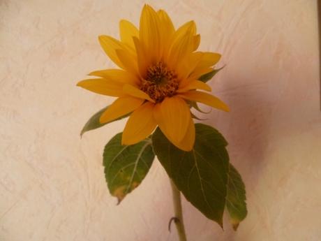 jardin,jardinage,plantes,fleurs,été,tournesol