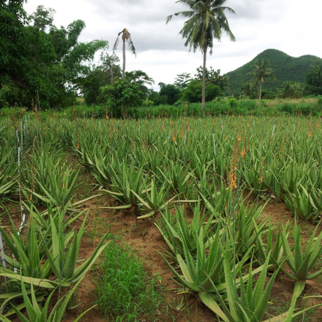 Eloa, la nouvelle boisson bio à base d’Aloe Vera