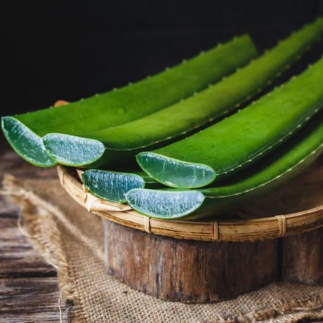 Eloa, la nouvelle boisson bio à base d’Aloe Vera