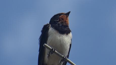 Voir des hirondelles, enfin