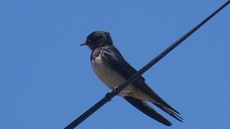 Voir des hirondelles, enfin