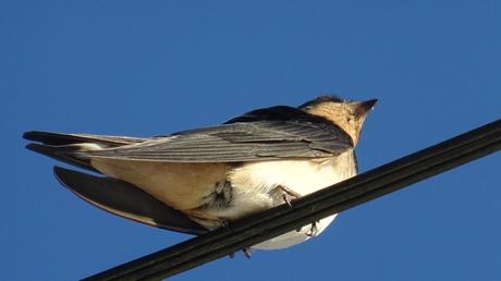 Voir des hirondelles, enfin