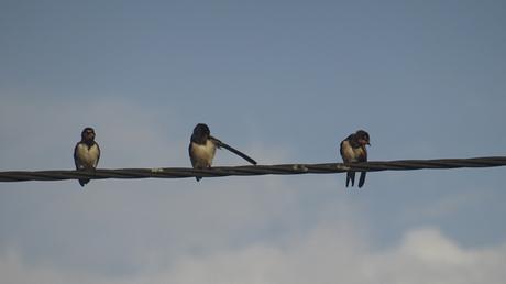 Voir des hirondelles, enfin
