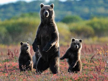 Pys Etranger - Kamchatka - 2