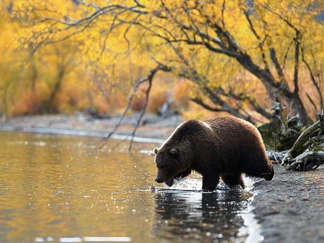 Pys Etranger - Kamchatka - 2