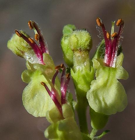 Germandrée scorodine (Teucrium scorodonia) Germandrée scorodine (Teucrium scorodonia)