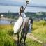 Une mariée qui arrive en cheval à la cérémonie... et pourquoi pas ?! original et écologique !