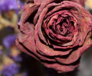 Comment sécher les fleurs Comment sécher les fleurs