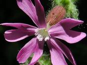 Compagnon rouge (Silene dioica)