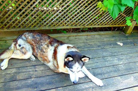 Tofu et légumes grillés Tofu et légumes grillés