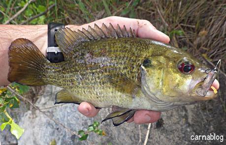 Rockfishing d'eau douce