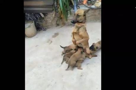 Position de la mère loup à nourrir