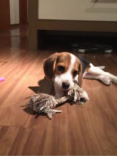 Quel genre de nourriture les chiens ne peuvent-ils pas manger?