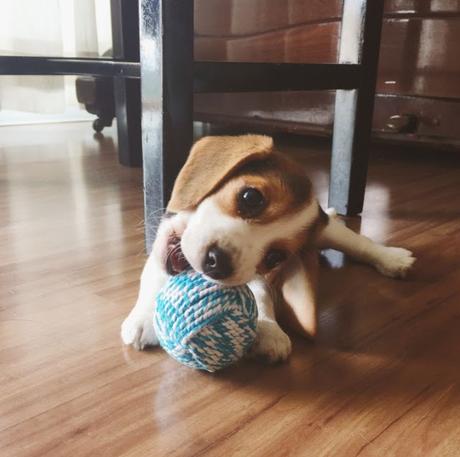 Quel genre de nourriture les chiens ne peuvent-ils pas manger?