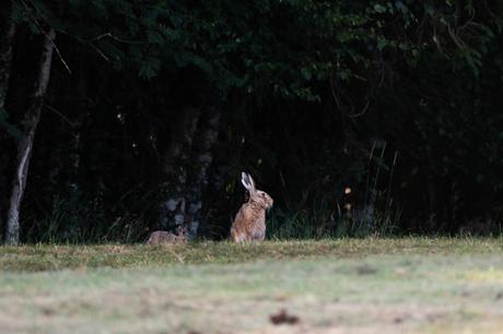 Une hase et son jeune levreau font une courte apparition en lisière de forêt.