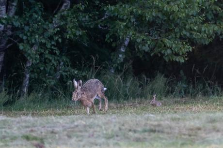 Lièvre de poche Le levreau s'empresse de suivre sa mère dans une petite course en bordure de champ avant de disparaître dans le bois.