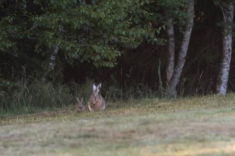 En lisière de forêt, la hase attend impatiente. Soudain, une petite boule de poil sort en bondissant du bois. Le levreau rejoint sa mère pour une brève têtée avant de retourner dans le fourré.