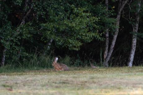 Le jeune levreau est resté bien à l'abri de la forêt durant toute la journée. Au crépuscule, il rejoint sa mère durant quelques minutes pour une têtée-express avant de retourner se cacher.