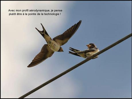 Divers - L'hirondelle