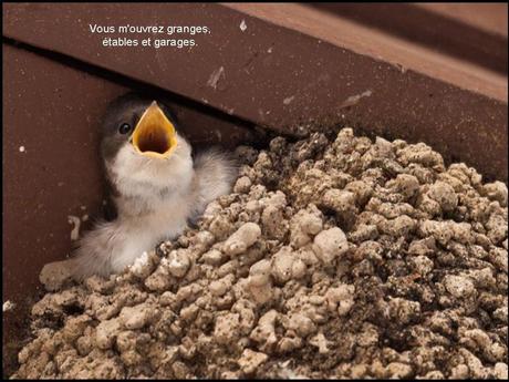 Divers - L'hirondelle