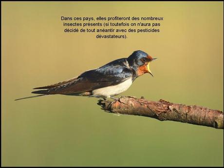 Divers - L'hirondelle