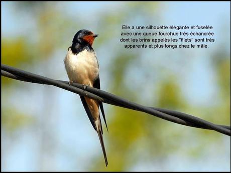 Divers - L'hirondelle